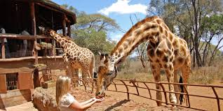 giraffe centre