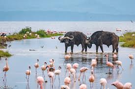 naivasha